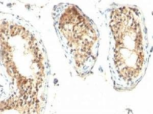 Anti-ODC-1 Antibody, Sodium Azide Free