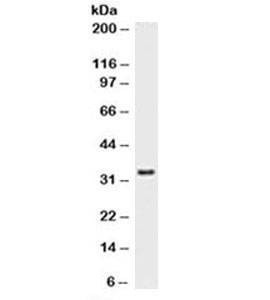 Anti-PCNA Antibody, Sodium Azide Free