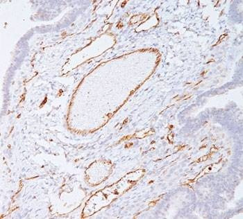 Anti-Monkey/Rabbit PECAM-1 Antibody