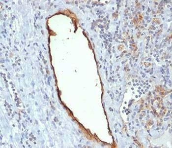 Anti-Monkey/Rabbit PECAM-1 Antibody