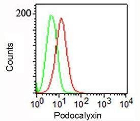Anti-Podocalyxin Antibody