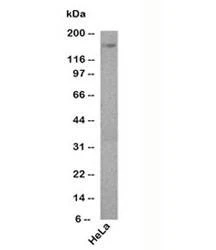 Anti-Podocalyxin Antibody, Sodium Azide Free