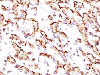 Anti-Podocalyxin Antibody, Sodium Azide Free