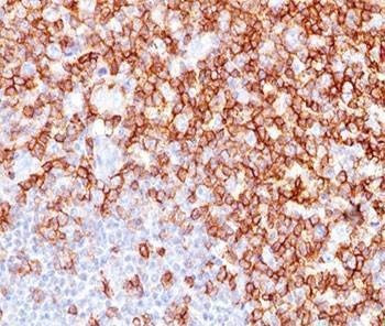 Anti-Marmoset CD45RO Antibody