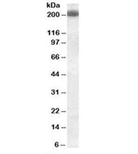 Anti-CD45RB Antibody, Sodium Azide Free