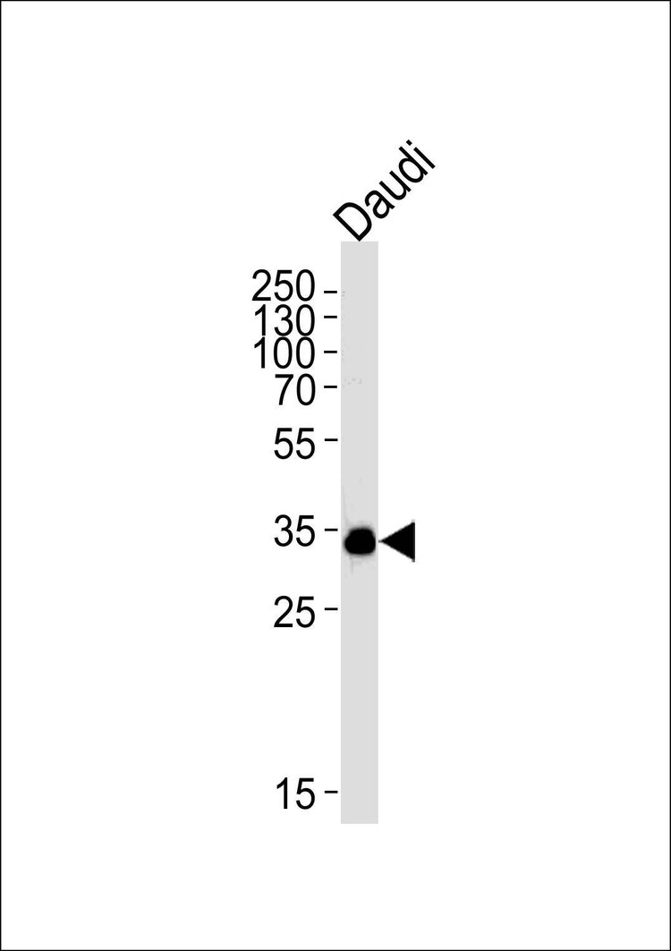 Anti-POU2AF1 Antibody