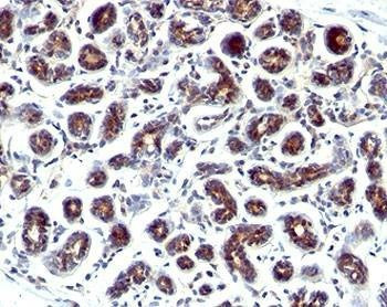 Anti-Monkey Estrogen Inducible Protein pS2 Antibody, Sodium Azide Free