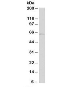 Anti-Tyrosinase Antibody, Sodium Azide Free