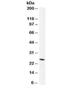 Anti-UchL1 Antibody PGP9.5, Sodium Azide Free