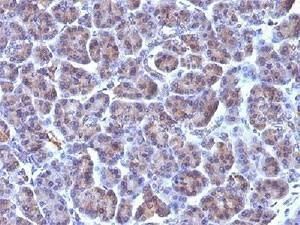 Anti-Golgi Complex Antibody, Sodium Azide Free