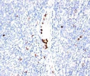 Anti-Monkey Granulocyte Marker Antibody, Sodium Azide Free