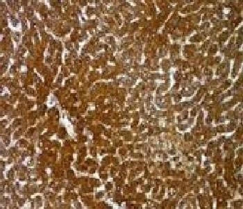 Anti-Hep Par 1 Antibody, Sodium Azide Free