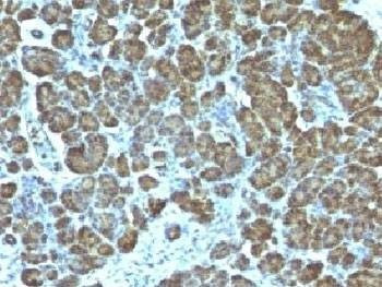 Anti-Mitochondrial Marker Antibody