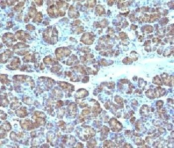 Anti-Mitochondrial Antibody, Sodium Azide Free