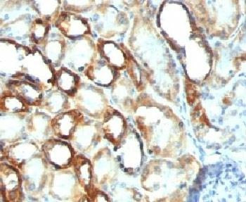 Anti-Mitochondria Marker Antibody