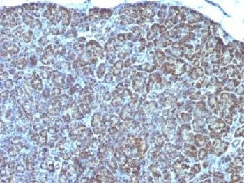 Anti-Mitochondria Marker Antibody
