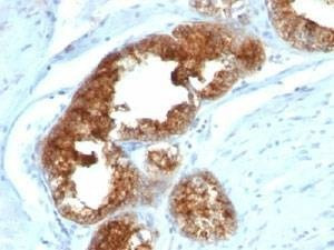 Anti-TAG-72 Antibody Cocktail, Sodium Azide Free