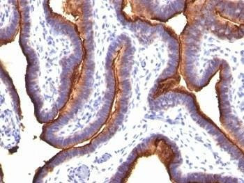 Anti-EMA Antibody, Sodium Azide Free