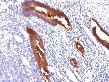 Anti-EMA Antibody, Sodium Azide Free