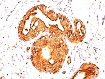 Anti-EMA Antibody, Sodium Azide Free