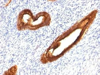 Anti-MUC-1 Antibody, Sodium Azide Free