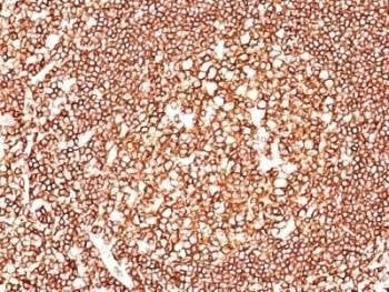 Anti-CD45 Antibody, Sodium Azide Free