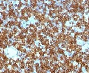 Anti-CD45RA Antibody, Sodium Azide Free