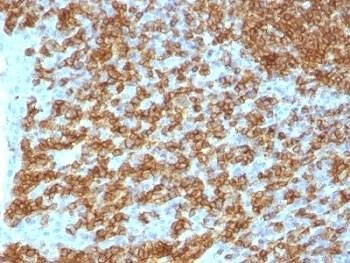 Anti-CD45RA Antibody, Sodium Azide Free