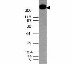 Anti-CD45RB Antibody, Sodium Azide Free