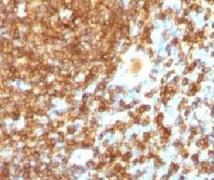 Anti-CD45RB Antibody, Sodium Azide Free