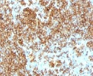 Anti-CD45RB Antibody, Sodium Azide Free