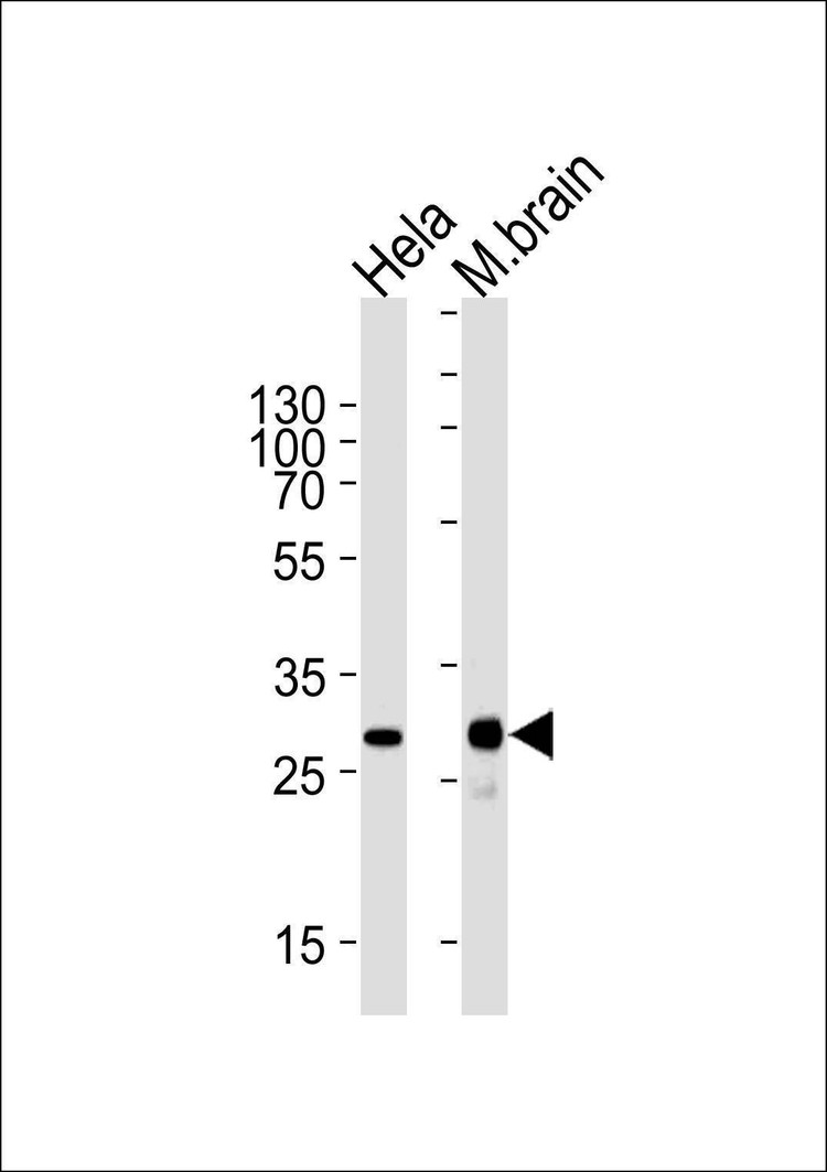 Anti-CDK5 Antibody