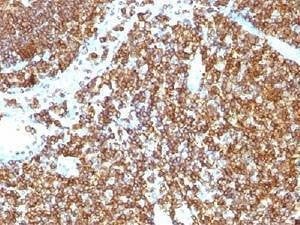 Anti-CD45RB Antibody, Sodium Azide Free