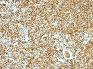 Anti-CD45RB Antibody, Sodium Azide Free
