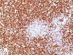 Anti-CD45RO Antibody Cocktail, Sodium Azide Free