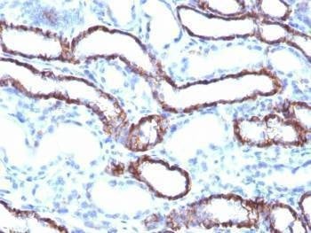 Anti-Cadherin 16 Antibody, Sodium Azide Free
