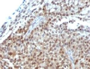 Anti-p21 Antibody Cocktail, Sodium Azide Free