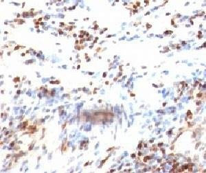 Anti-p27Kip1 Antibody, Sodium Azide Free