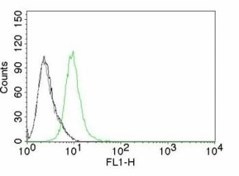 Anti-p27Kip1 Antibody, Sodium Azide Free