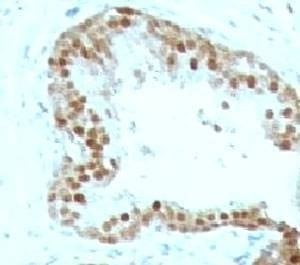 Anti-p57 Antibody