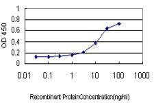 Anti-AP4B1 Antibody