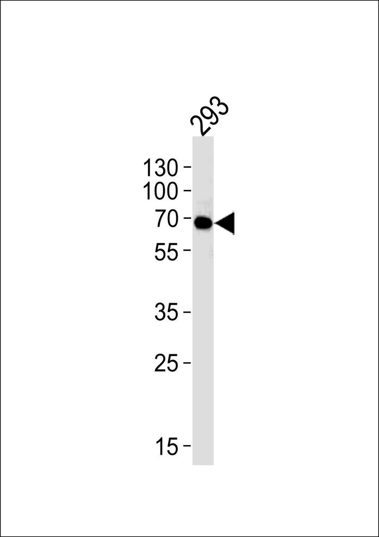 Anti-FYN Antibody