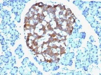 Anti-Chromogranin A Antibody, Sodium Azide Free