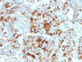 Anti-Chromogranin A Antibody, Sodium Azide Free