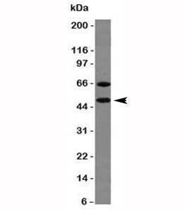 Anti-Chromogranin A Antibody, Sodium Azide Free