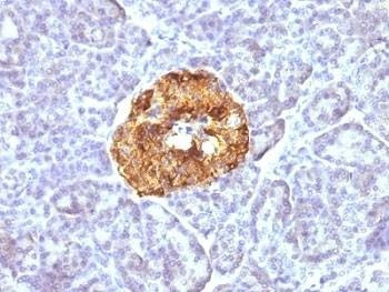 Anti-Chromogranin A Antibody, Sodium Azide Free