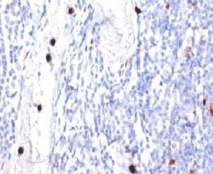 Anti-Monkey G-CSF Antibody, Sodium Azide Free