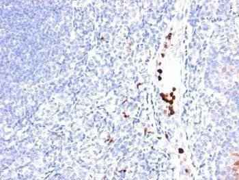 Anti-Monkey GCSF Antibody, Sodium Azide Free