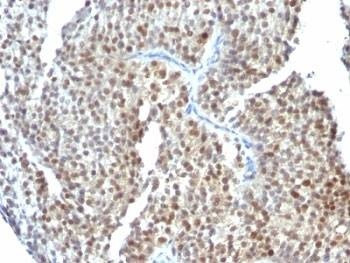 Anti-Estrogen Receptor beta Antibody, Sodium Azide Free
