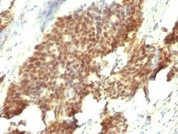 Anti-Estrogen Receptor beta Antibody, Sodium Azide Free